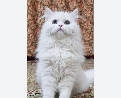 pursian cat