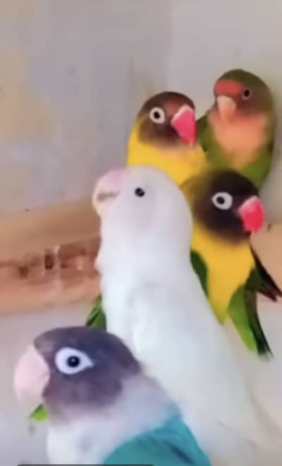 This is love bird home breeds
