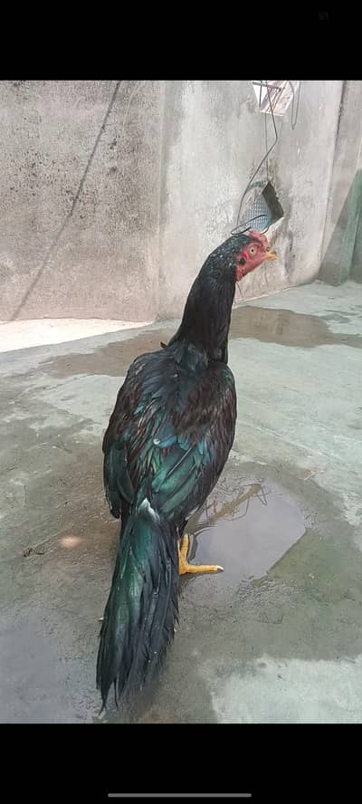 quality aseel in good weight