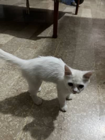 Litter train cat persian