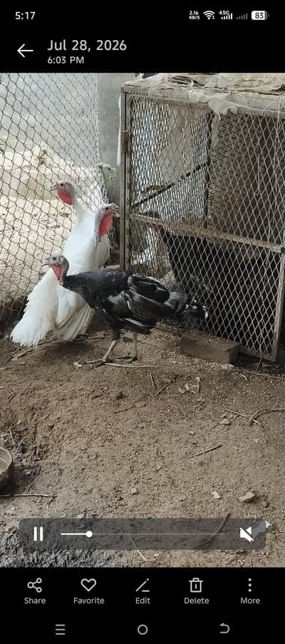 Turkey bird