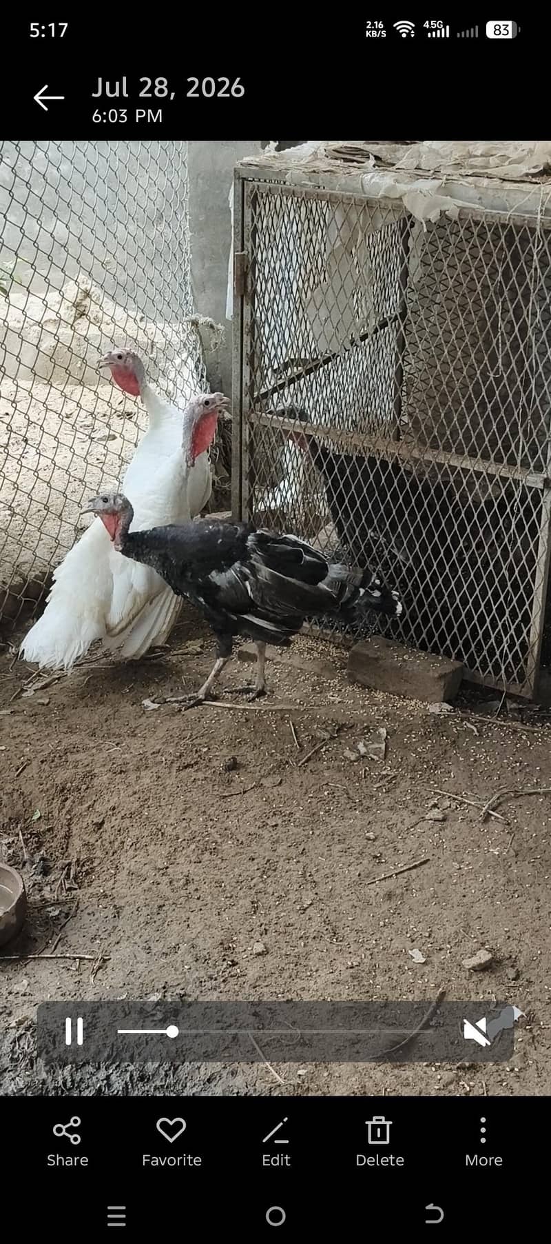Turkey bird 0