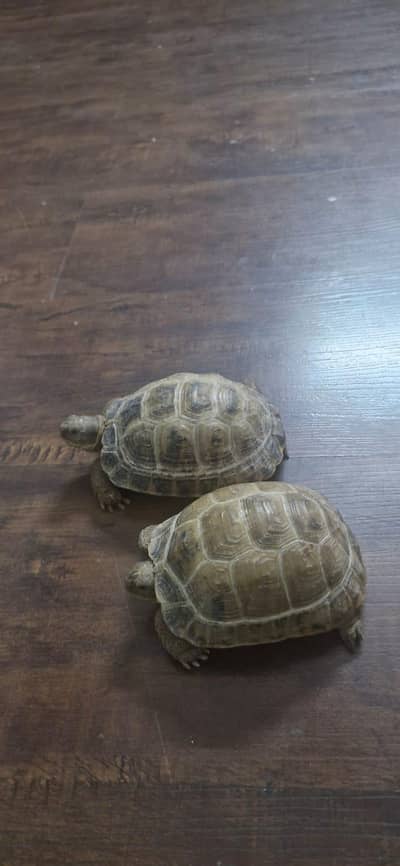 Russian Tortoise