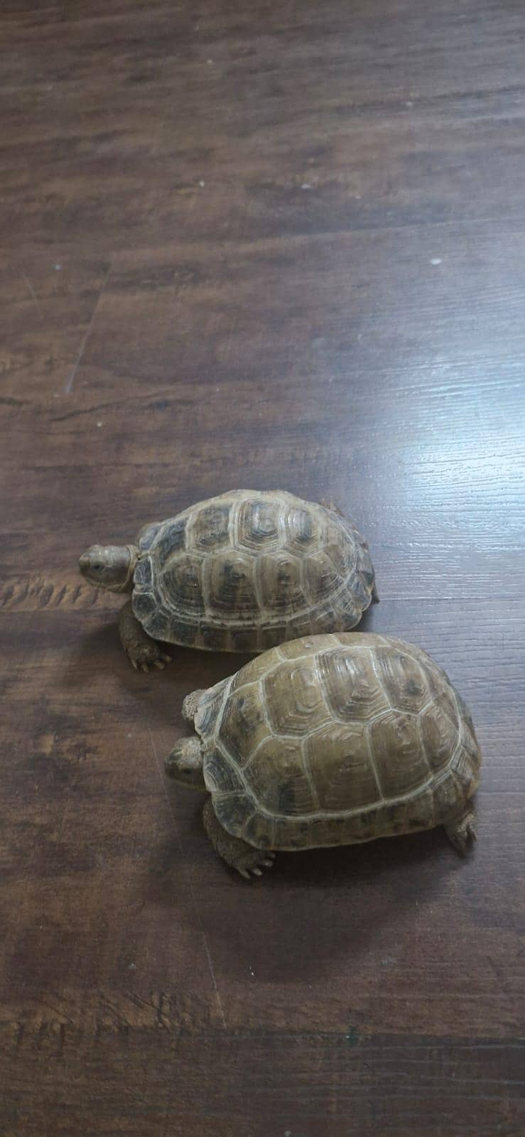 Russian Tortoise 0