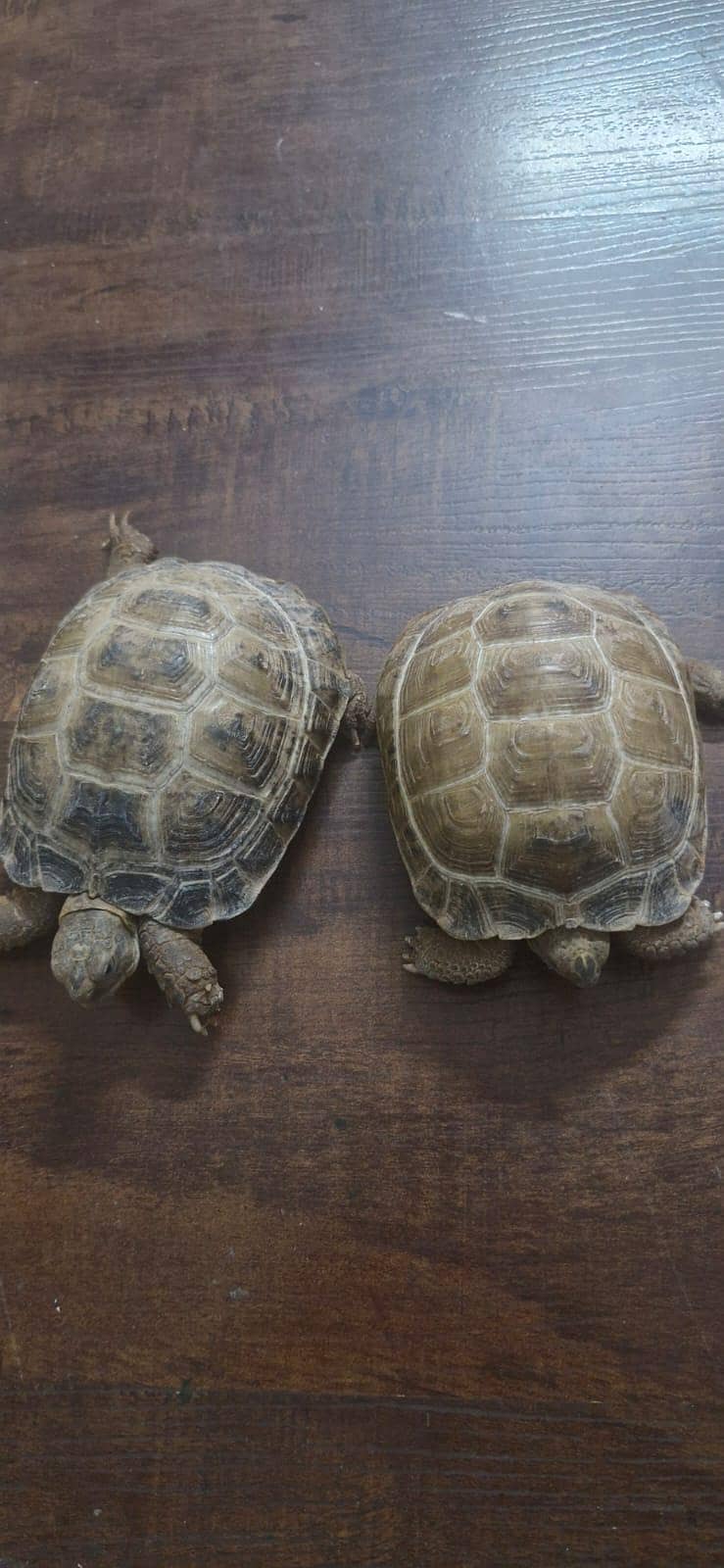 Russian Tortoise 1