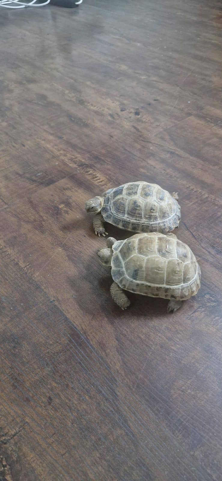 Russian Tortoise 2
