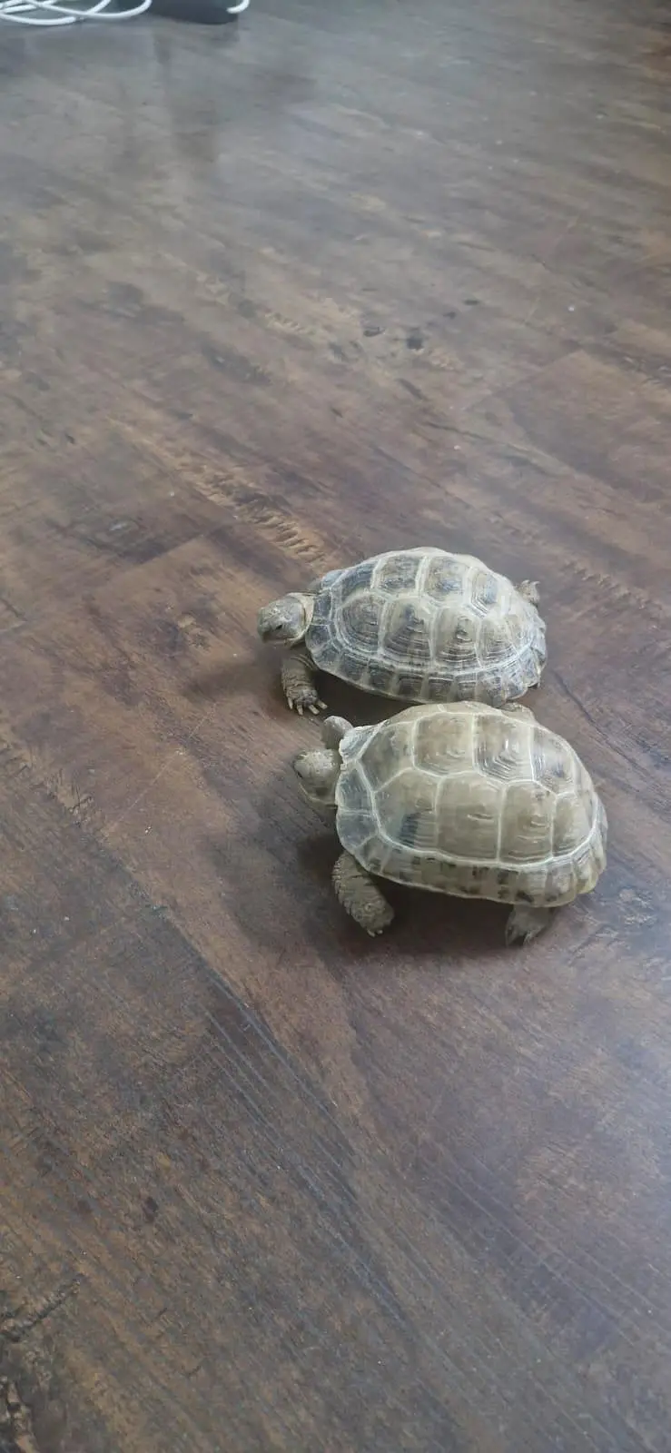 Russian Tortoise — photo 3