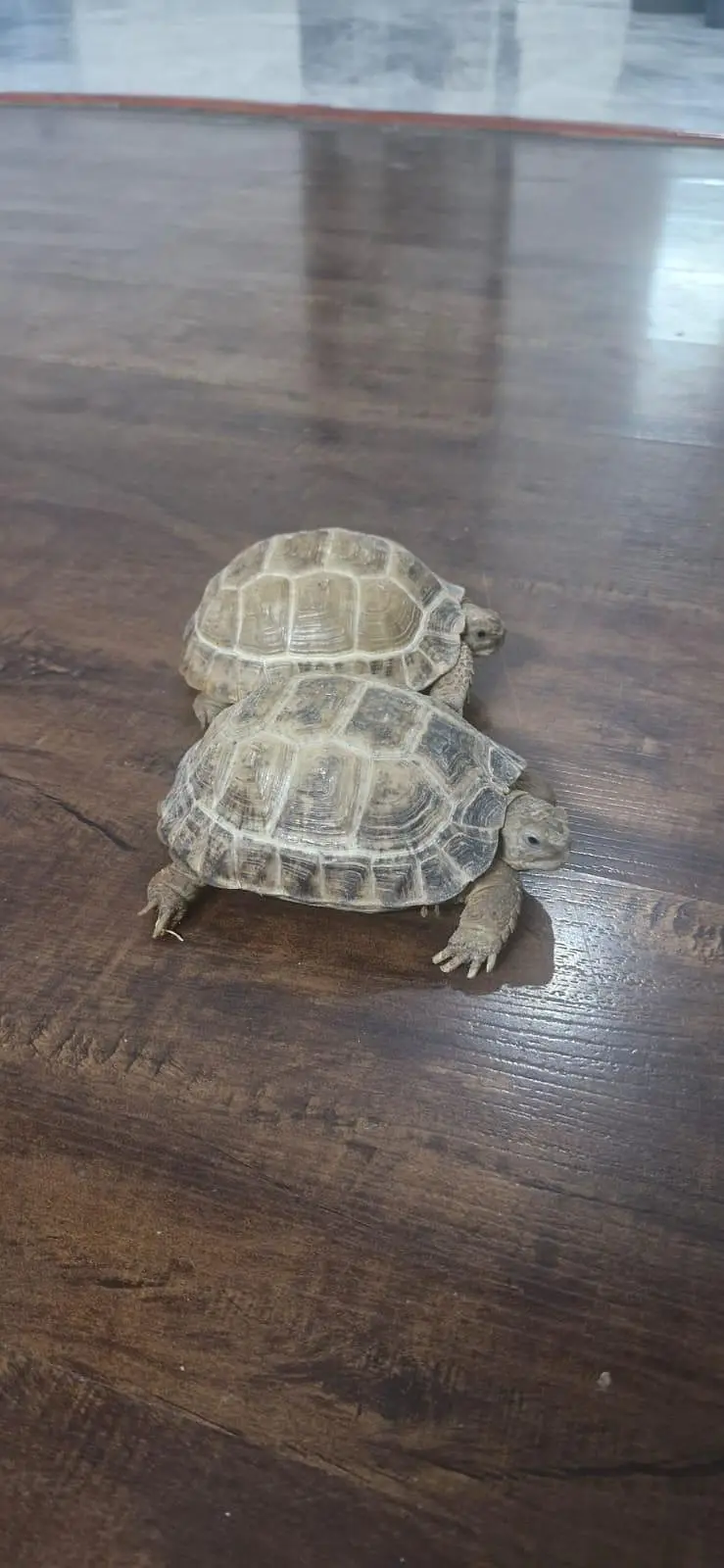 Russian Tortoise — photo 4