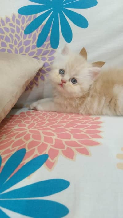 persian Kitten/Punch Face persian kitten