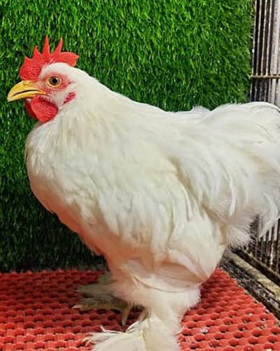 Bentum cochin white