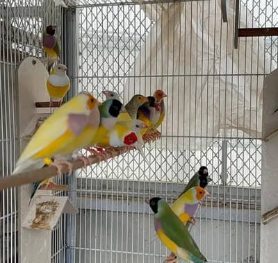 gouldian finches full active