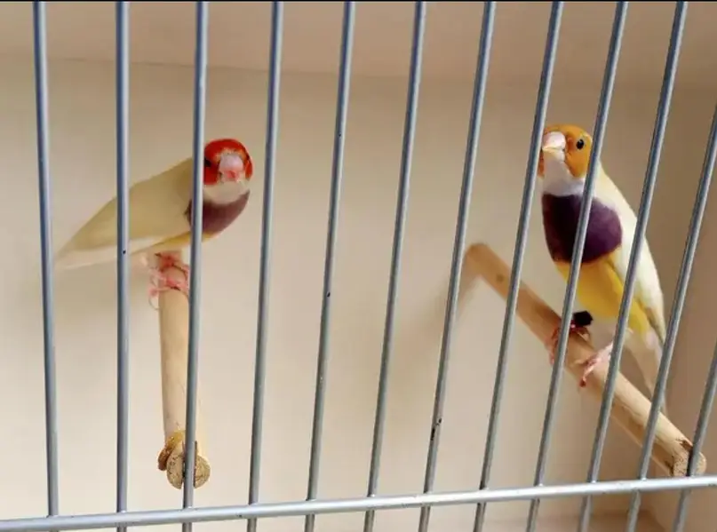 gouldian finches full active — photo 2