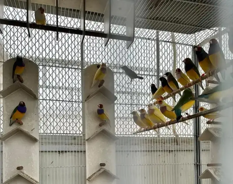 gouldian finches full active — photo 3