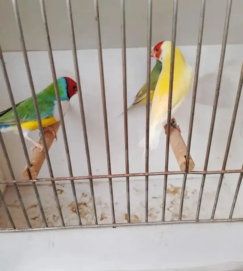 gouldian finches full active — photo 4