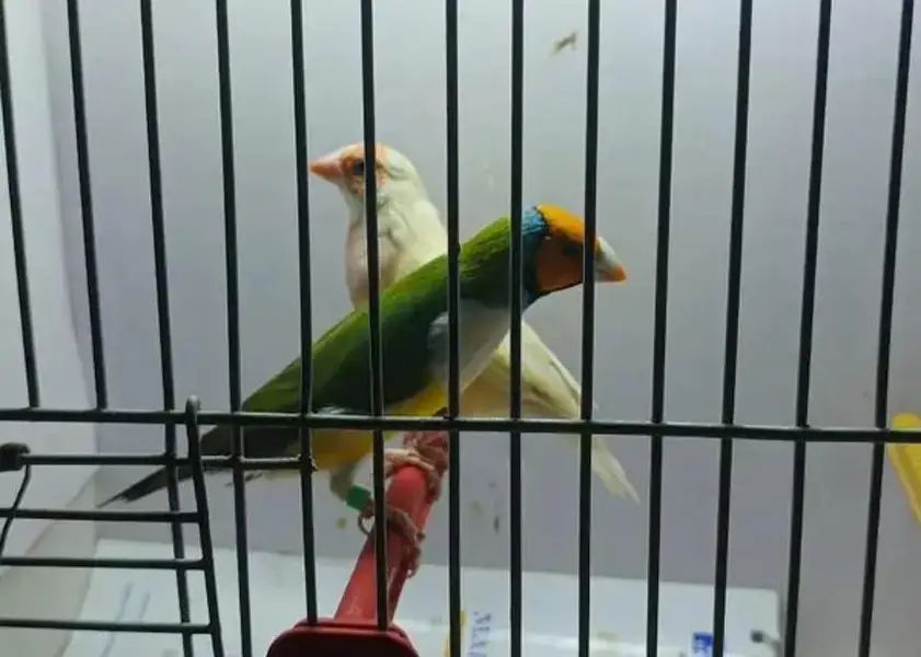 gouldian finches full active — photo 5