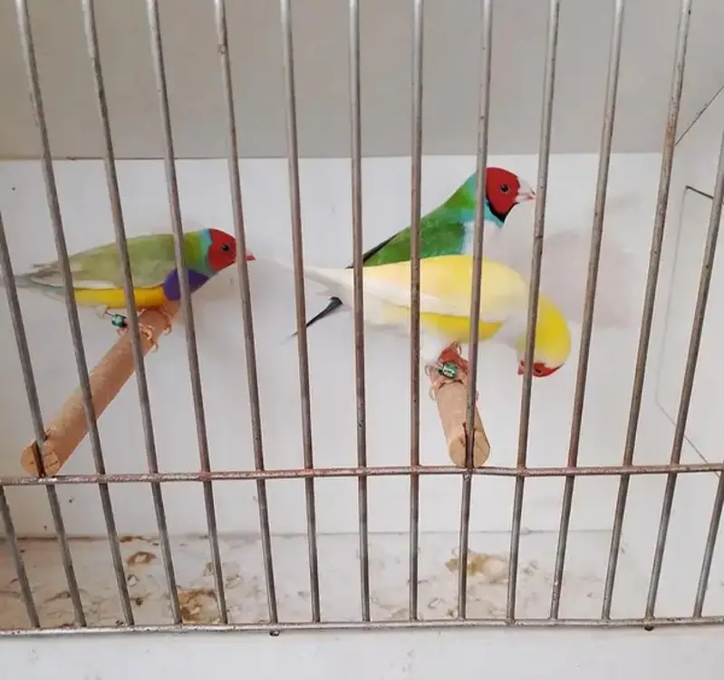 gouldian finches full active — photo 6