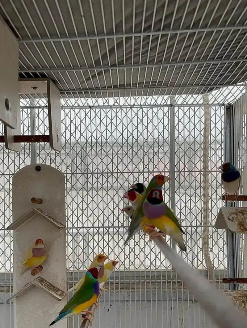 gouldian finches full active — photo 7