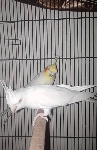 cocktail breeder pair