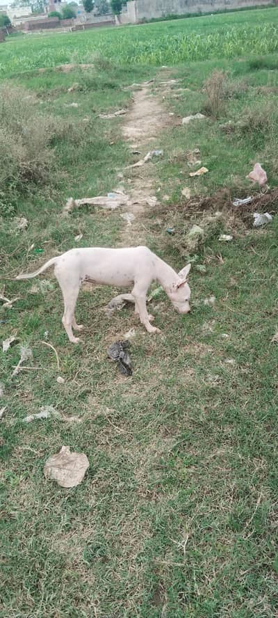 gultair female