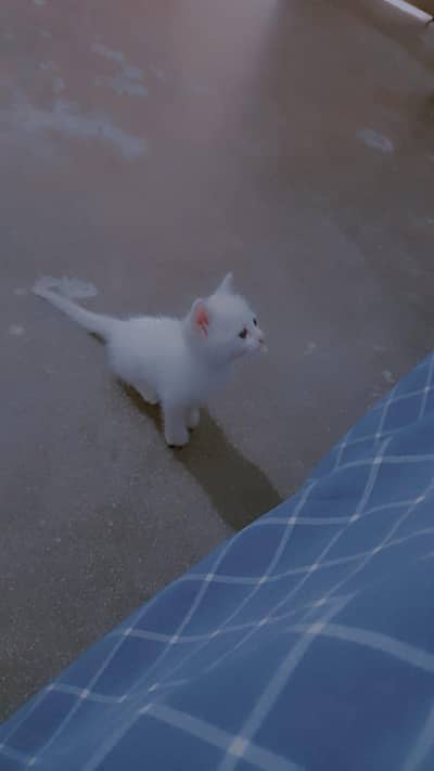 Persian kitten for sale