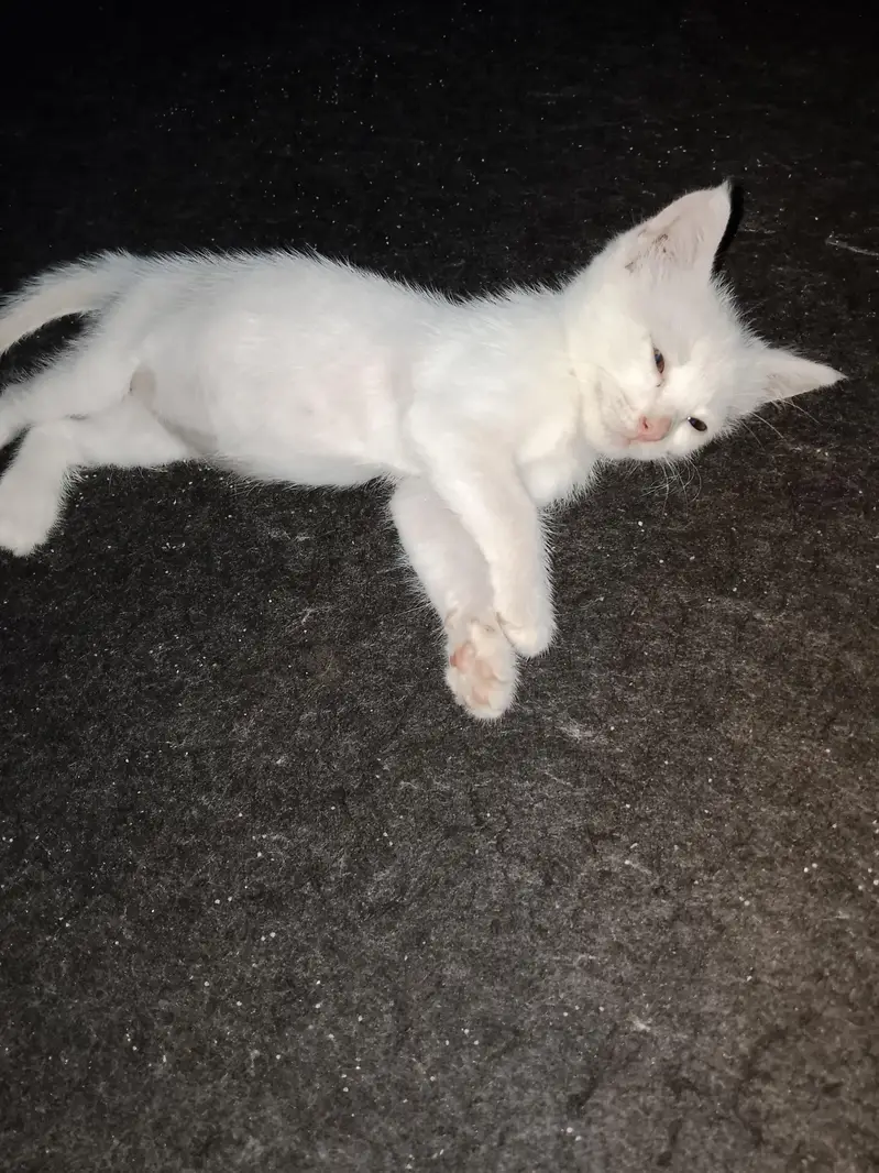 Persian kitten for sale — photo 2