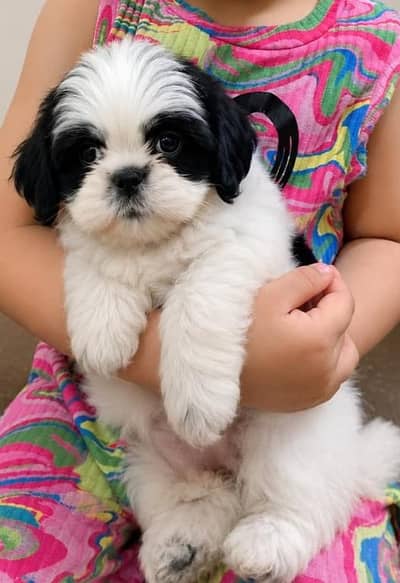 Shihtzu zero size puppies available