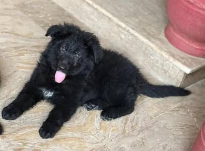 German Shepherd Puppy | Black Pure German Breed