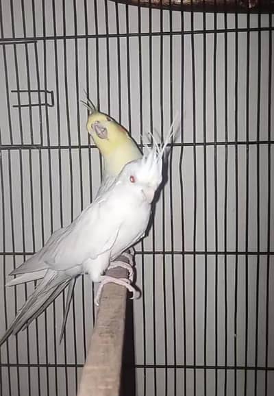 cocktail breeder pair