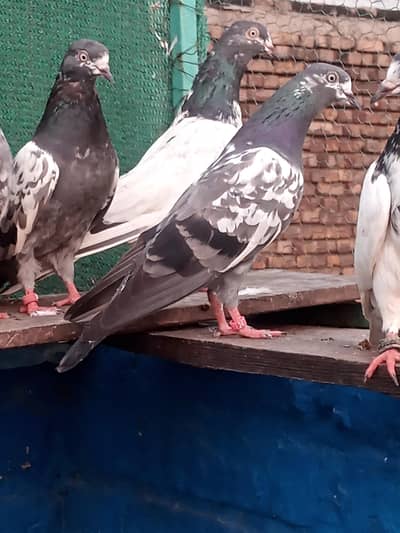 Highflyer Pigeon. . Kabutar