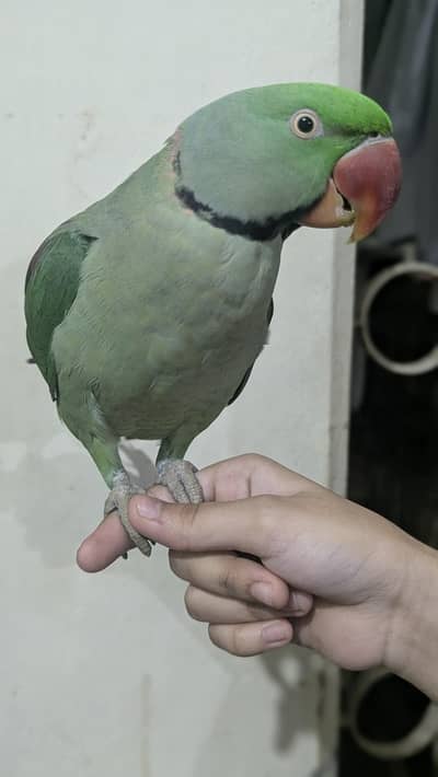 pahari Parrot
