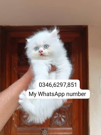 Persian kittens for sale