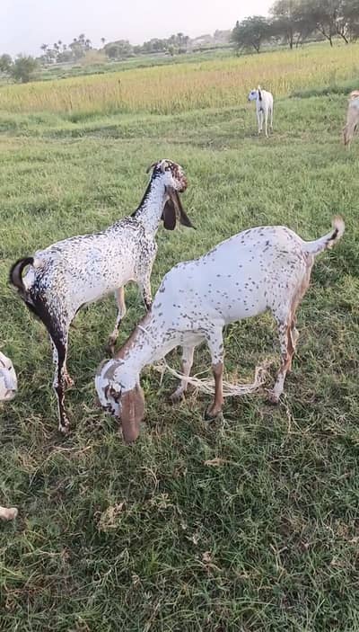 Makhi cheeni 2 female forsale