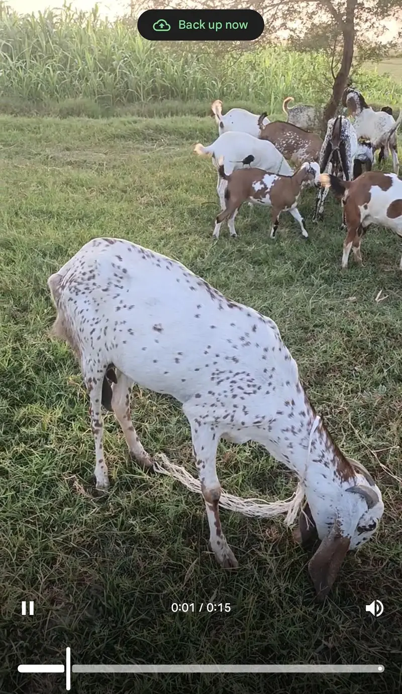 Makhi cheeni 2 female forsale — photo 2