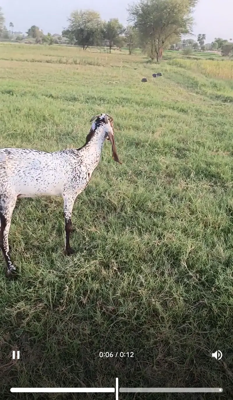 Makhi cheeni 2 female forsale — photo 5