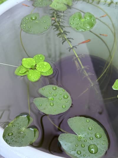 Aquatic Plants & Fishes