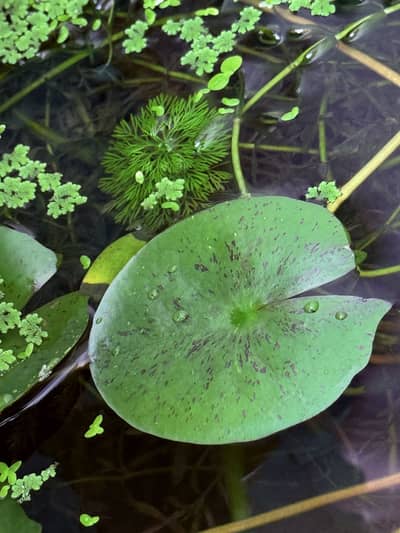 Aquatic Plants & Fishes
