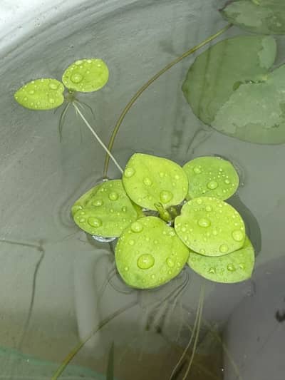 Aquatic Plants & Fishes
