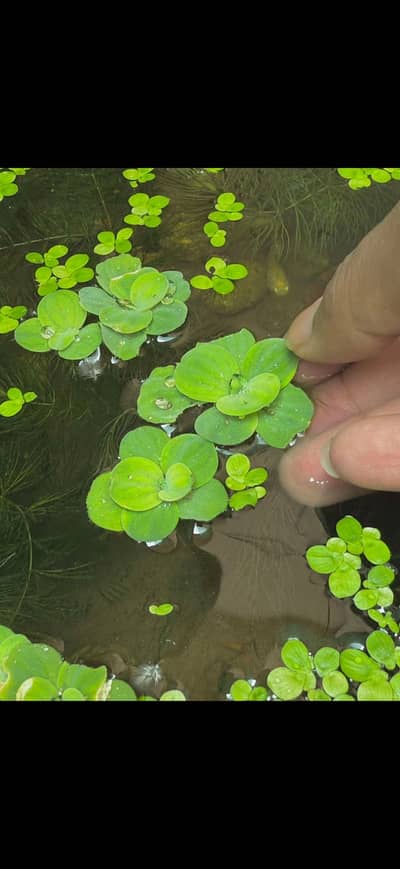 Aquatic Plants & Fishes