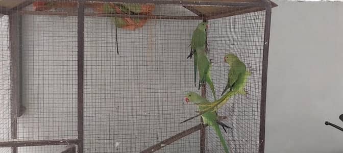 Psittacula kramer, iRingneck Parakeets, Ringneck Parrots