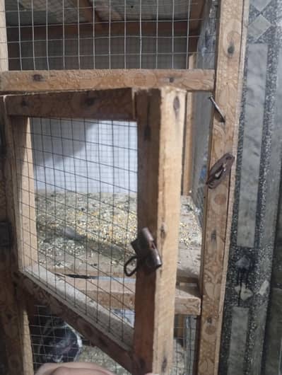 pigeon cage for sale