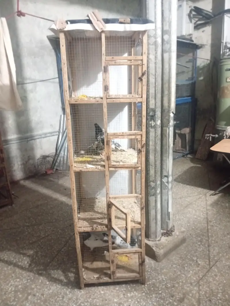 pigeon cage for sale — photo 3