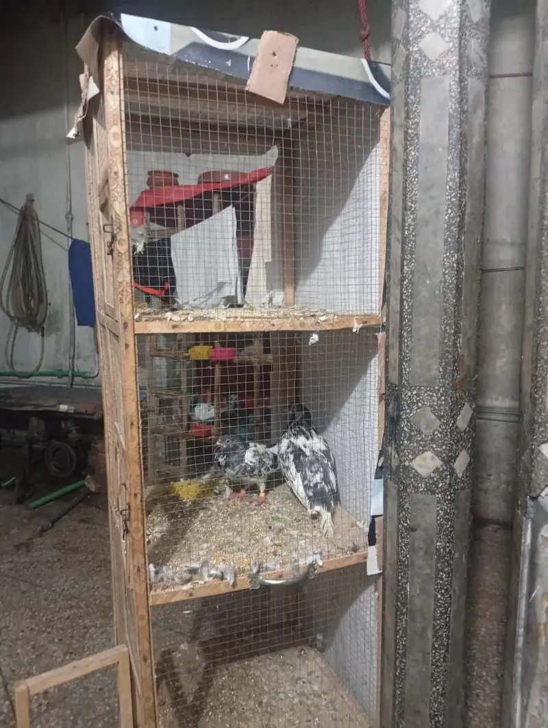 pigeon cage for sale — photo 4