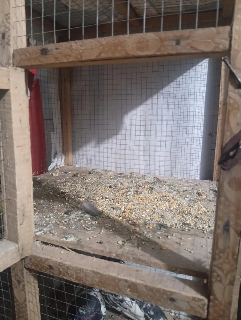 pigeon cage for sale — photo 6