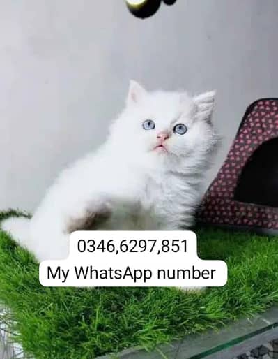 Persian kittens for sale