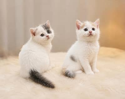 British Shorthair Kittens