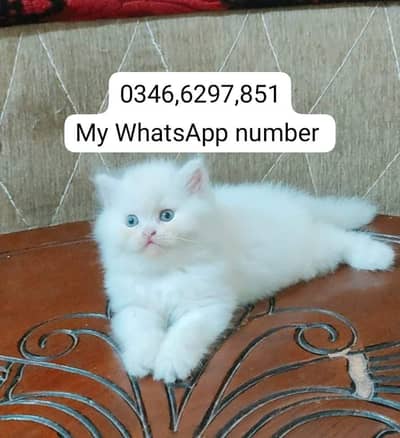 Persian kittens for sale