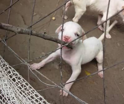 gulatair female puppy for sale