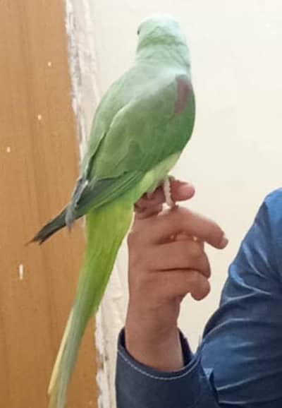 Alexandrine Parakeet (Raw/Pahari Parrot]