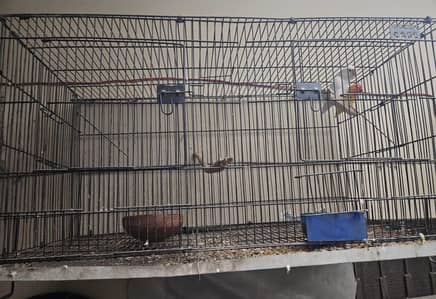 3 cages available