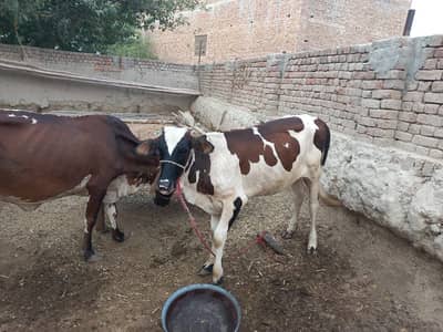 Friesien cross cow